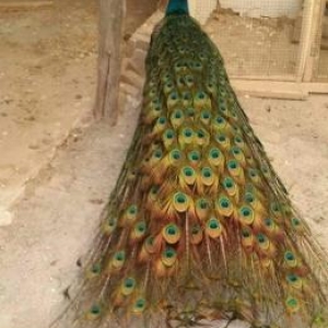 5 iluk 2 fere 1 xoruz tovuz quwu satilir tebiet qoynunda beslenib