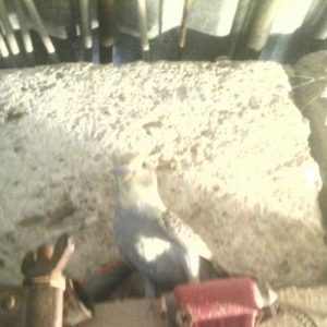 3 eded bala papuqay satilir