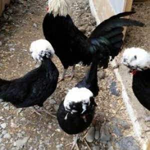 3 fere 1 xoruzdu hazir damazliq xeyvanlardi .