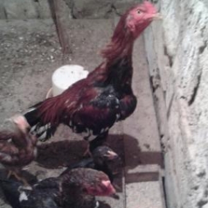 ela heyvandi turk sortu