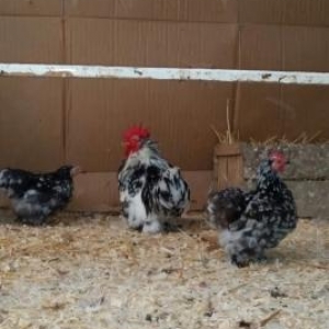 2 fere 1 xoruz karliki koxink satilir