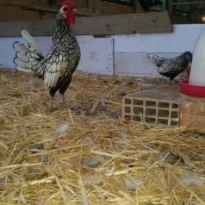 qizili gumuwu sibrait hazir damazliq xeyvan inanmiram