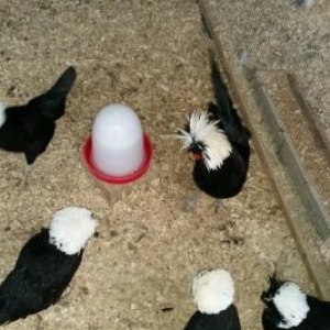 3 fere 1 xoruzdu hazir damazliq xeyvanlardi .