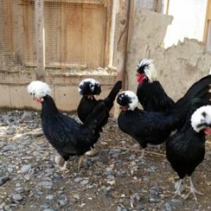 3 fere 1 xoruzdu hazir damazliq xeyvanlardi .