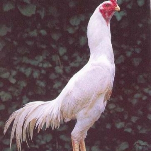 Sroçnu satıram xoruw