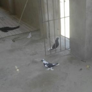 aq quyrqlar kekliler