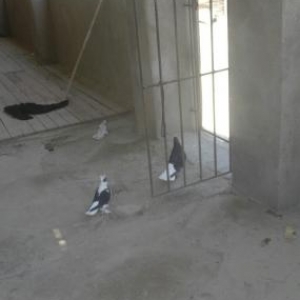 aq quyrqlar kekliler