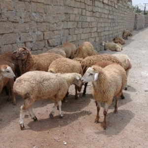 Qurbanliq Berde Quzulari