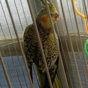 super it satllr bir yaw 3 ayllqdl maraqlanan zeng 