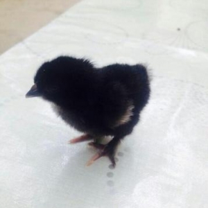 gold brama cücələrini ağ göyərcinlə dəyişirəm