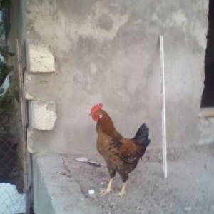 kend xotuzlarl satlllr