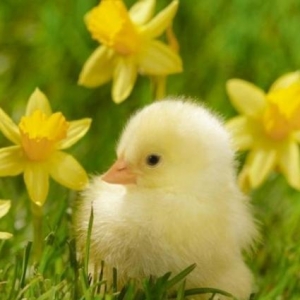 Yumurta Cücə və Ördək satışı