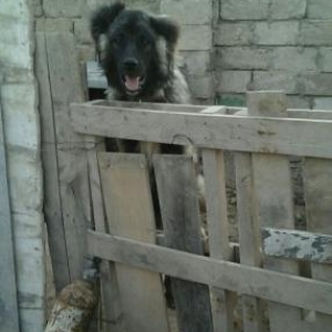 ela itdi qafqaz itidir bu wekil 9 ayliginda cekili