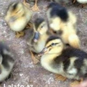 1 ana 1 ata 9 eded ordek