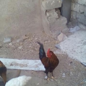 kend xotuzlarl satlllr