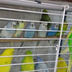 Волнистый попугайчик .