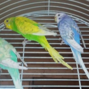 Волнистый попугайчик .