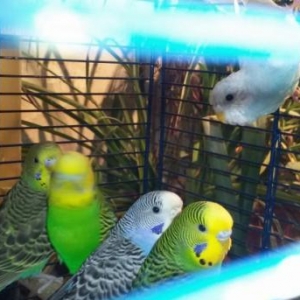 Волнистый попугайчик .