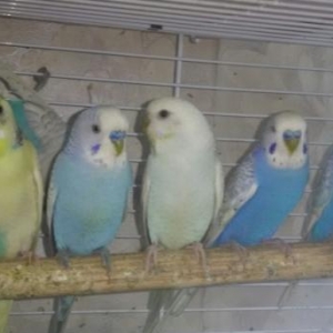 Волнистый попугайчик .