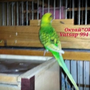 готовые волнистый пары спенгалов .