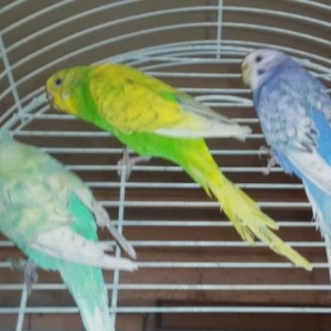 Волнистый попугай с новой клеткой