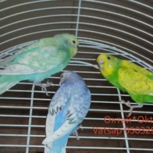 готовые волнистый пары спенгалов .