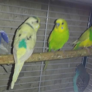 Волнистый попугай с новой клеткой