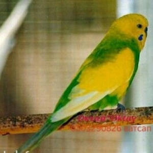 Волнистый попугай с новой клеткой