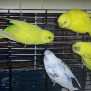 Волнистый попугай с новой к