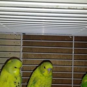 Волнистый попугай с новой клеткой