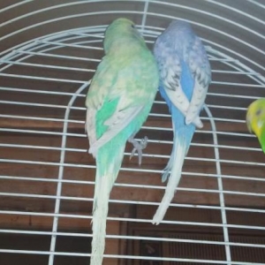 готовые волнистый пары спенгалов .