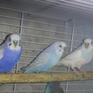 Волнистый попугайчик .