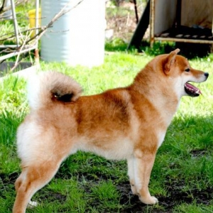 Продаю сиба-ину-мимни акита