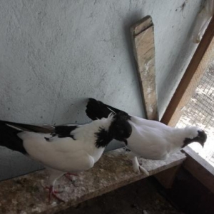 Munasib qiymete saglam manax