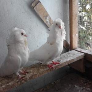 Yakabin uygun qiymete