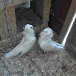 Yakabin uygun qiymete