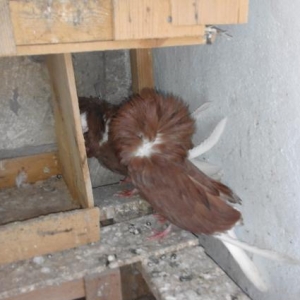 Kekilleri yeke yakobinler