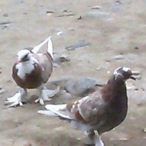 göyərçin ayağı tüklü