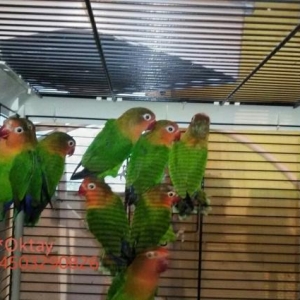 Готовые пары фишаров