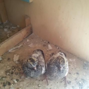 pakistan goyercinleri