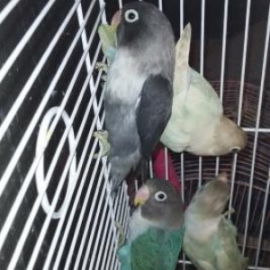 Готовые пары фишаров