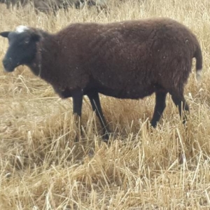 pakistan goyercinleri