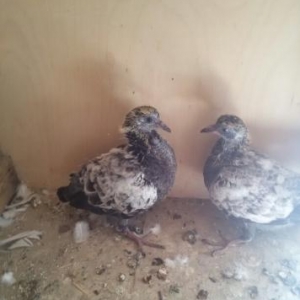 pakistan goyercinleri