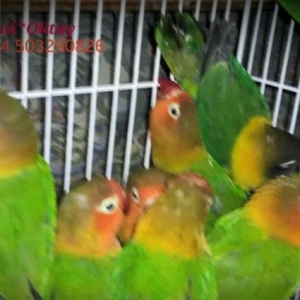 Готовые пары фишаров