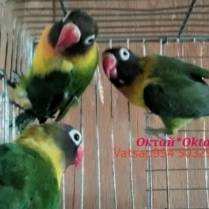 Готовые пары фишаров