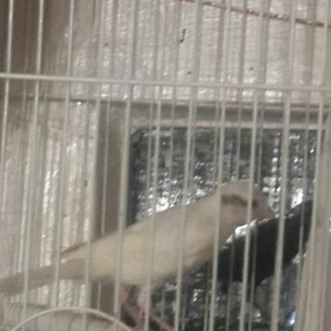 kanareyka bulbullerin satiwi