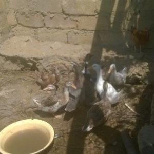 sesli órdek satlllr