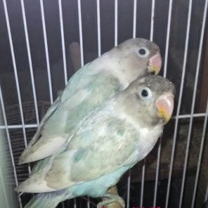 Готовые пары фишаров