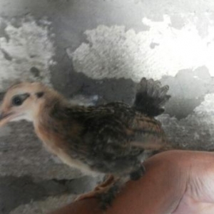 temiz yaponka balalari satilir bir ayliqdi