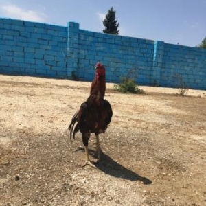 Bir ilyarimindi ela davasi var